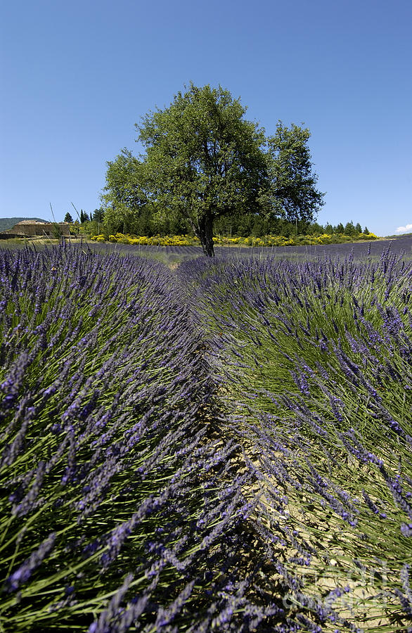 Summer Photograph - Tree in a field of lavender. Provence by Bernard Jaubert