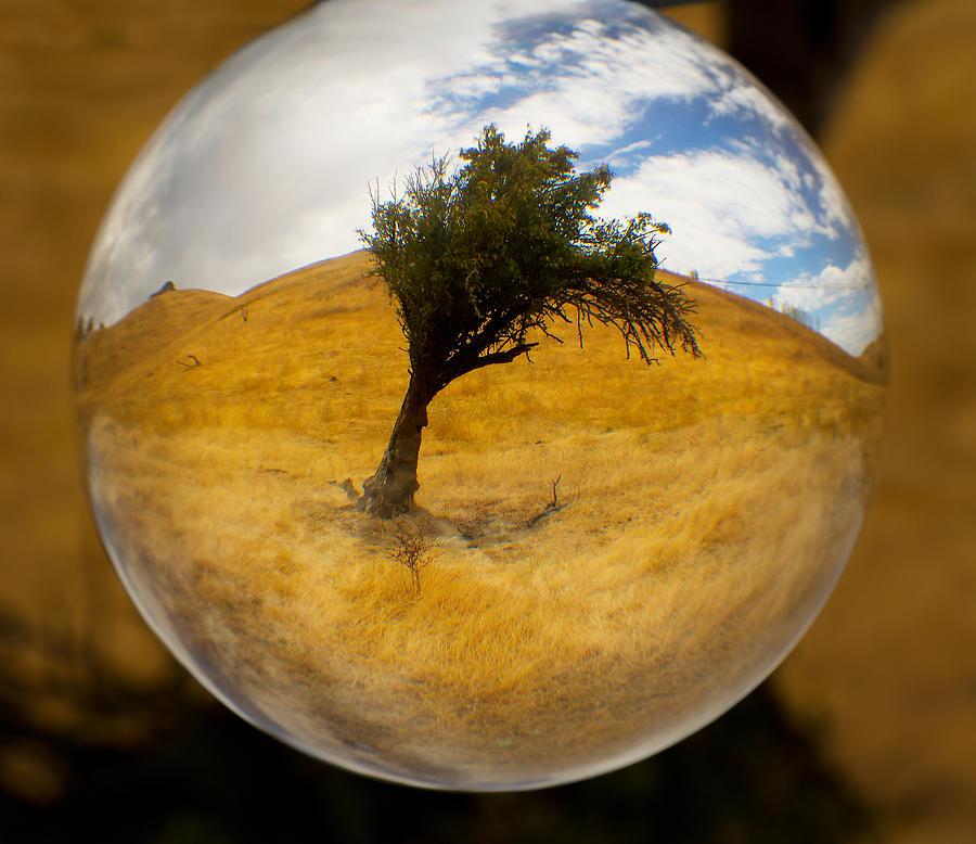Tree In A Field Through A Glass Eye Photograph by Robert Woodward