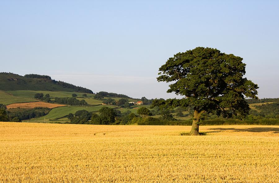 Nature Photograph - Tree In A Golden Field Of Grain, North by John Short