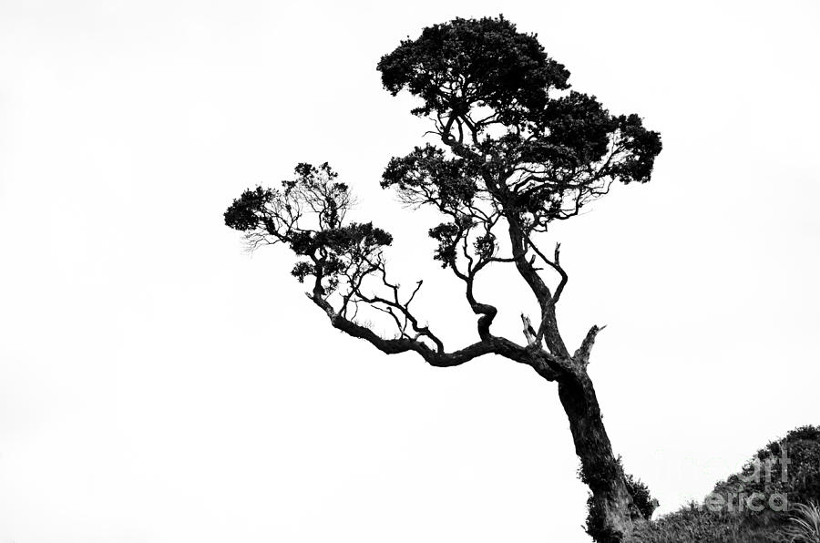 Tree in Black and White Photograph by Yurix Sardinelly