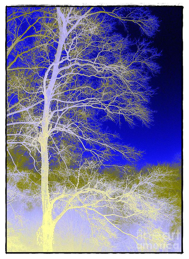Tree in Blue and Yellow Photograph by Judi Bagwell