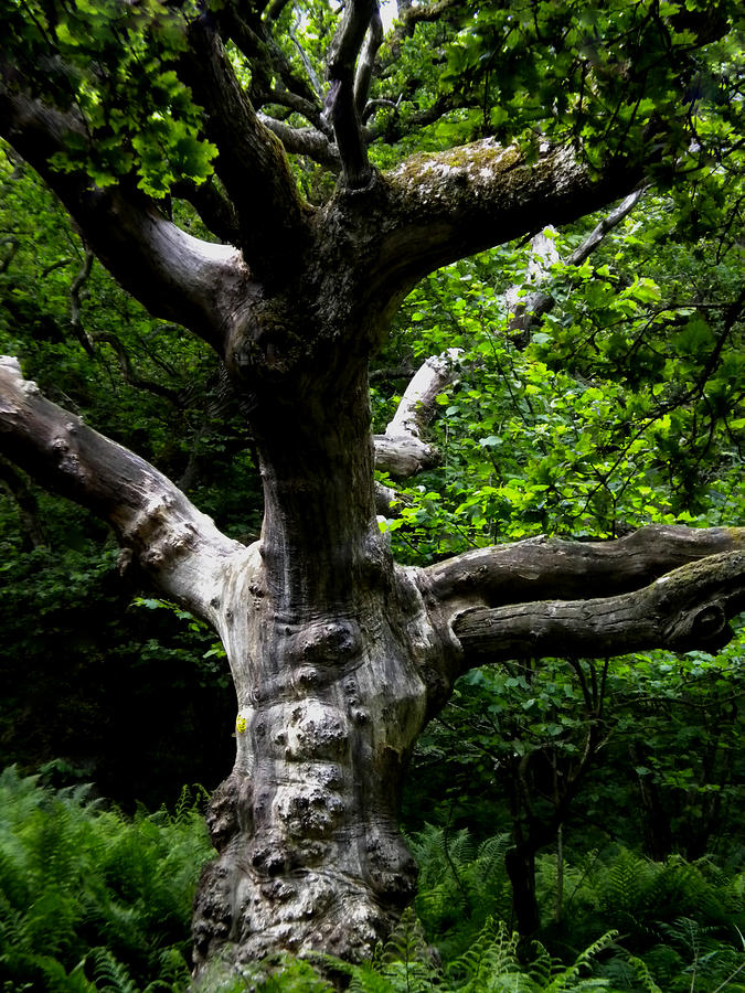 Tree in Denmark Photograph by Colette V Hera Guggenheim