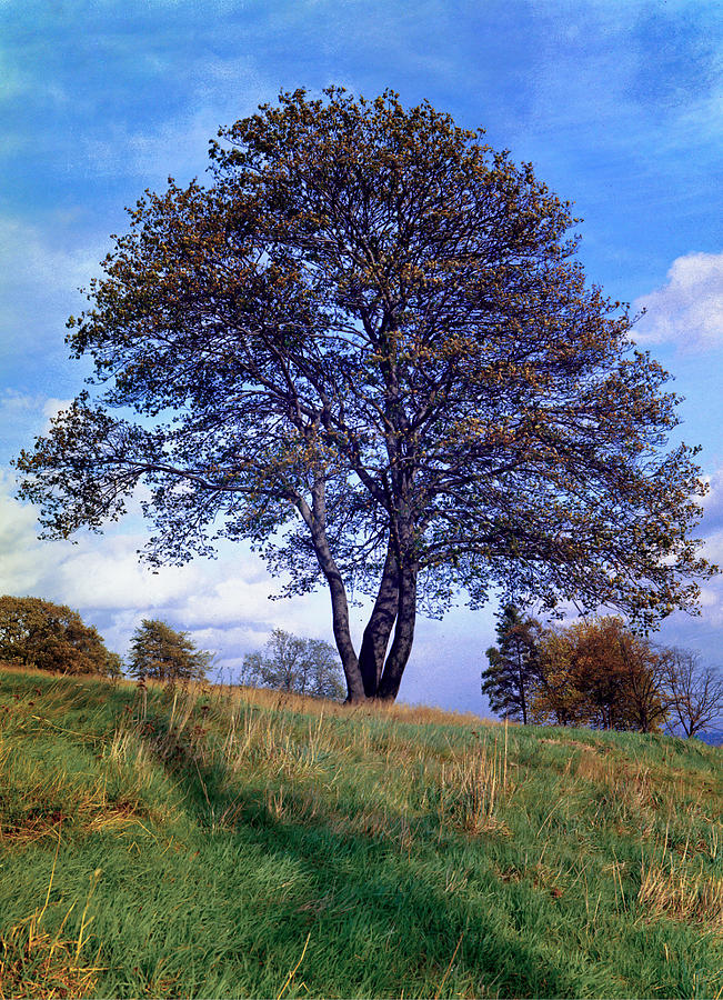 Tree in English park Photograph by Daniel Blatt - Fine Art America