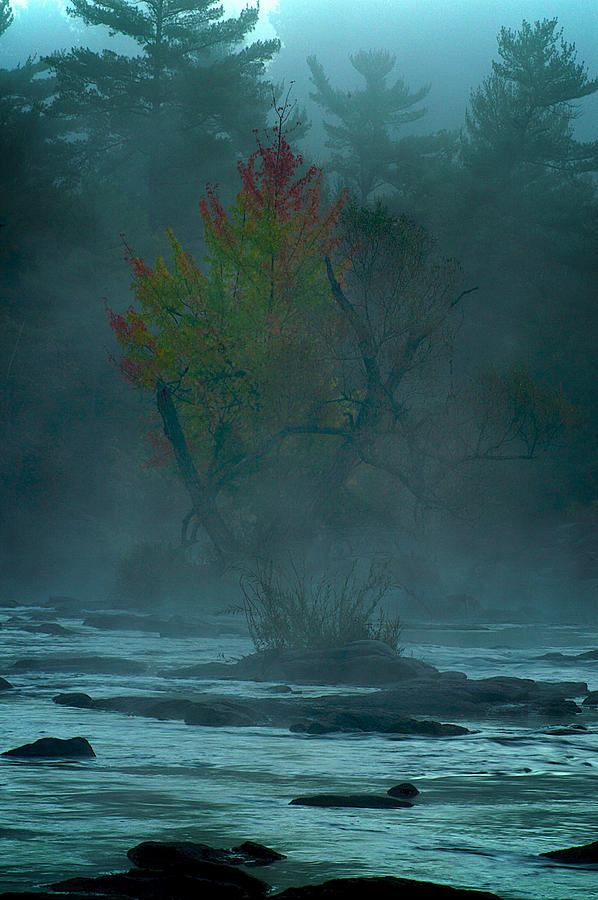 Tree in fog Photograph by Prince Andre Faubert