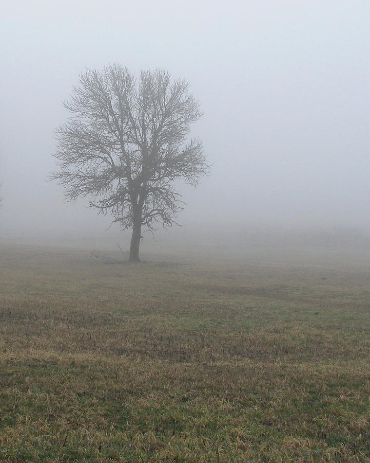 Tree in Fog Photograph by Angie Vogel
