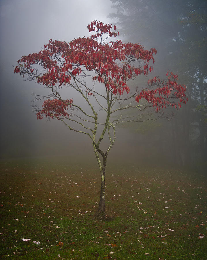Tree in Fog Photograph by Rick Hartigan