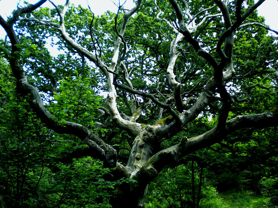 Summer Photograph - Tree in Forest Denmark by Colette V Hera Guggenheim