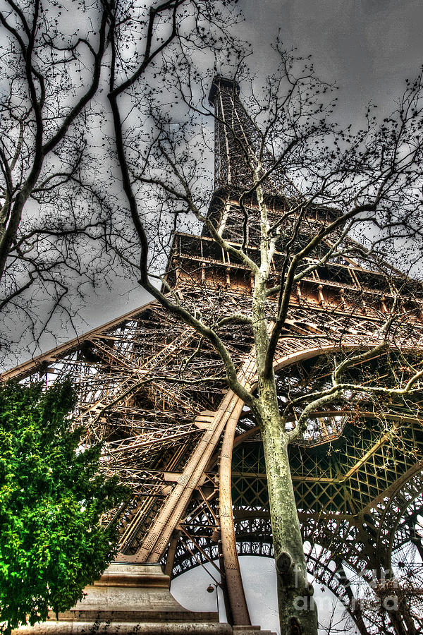 Paris Photograph - Tree in front of Eiffel Tower by Gabriel Cusmir