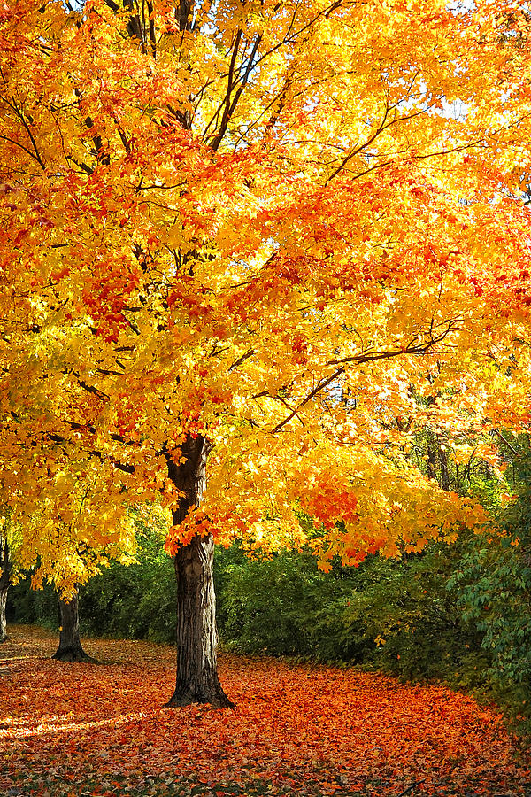 Tree in Mingo Park Photograph by Brian Mollenkopf | Fine Art America