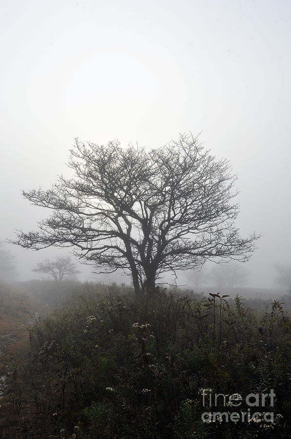 Tree in morning fog Photograph by Dan Friend