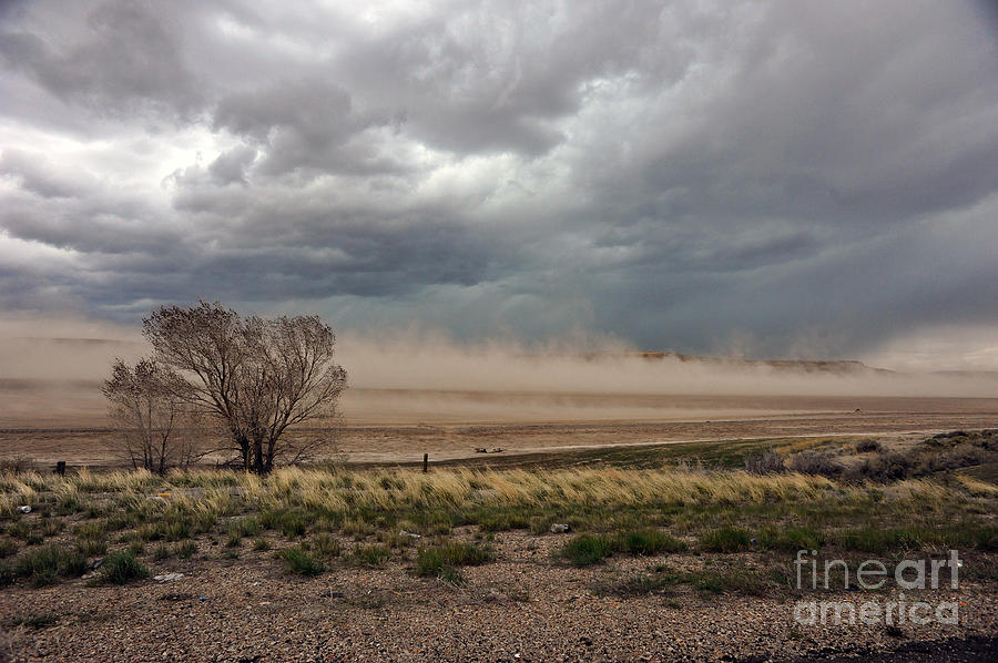 Tree Photograph - Tree in path of wind storm by Dan Friend
