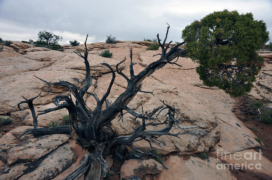 Tree in rock Photograph by Dan Friend
