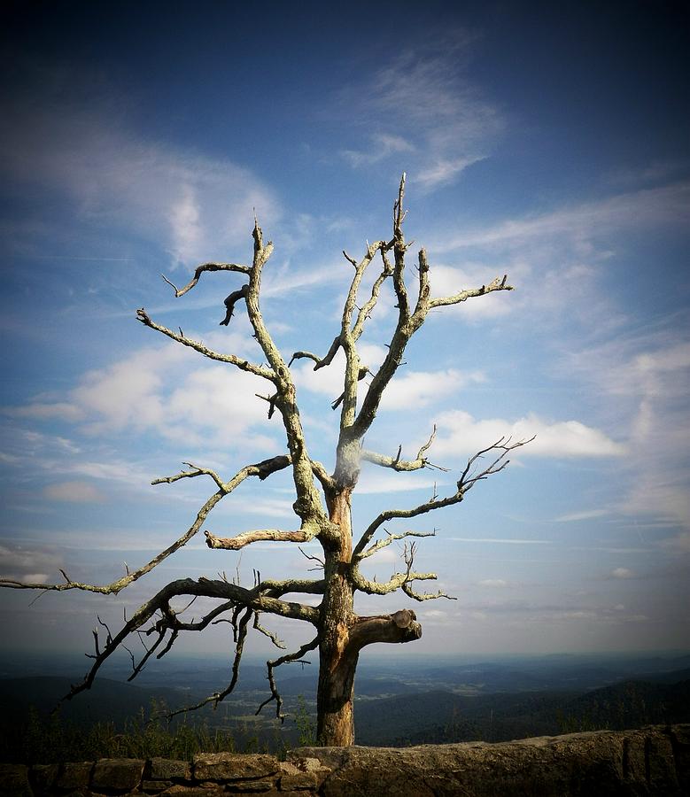 Tree in Shenandoah National Park Photograph by Joyce Kimble Smith