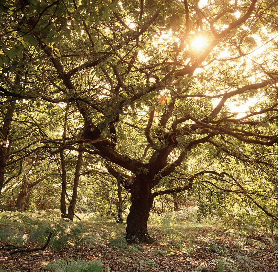 Tree During T Spring Tree In Spring by Science Photo Library