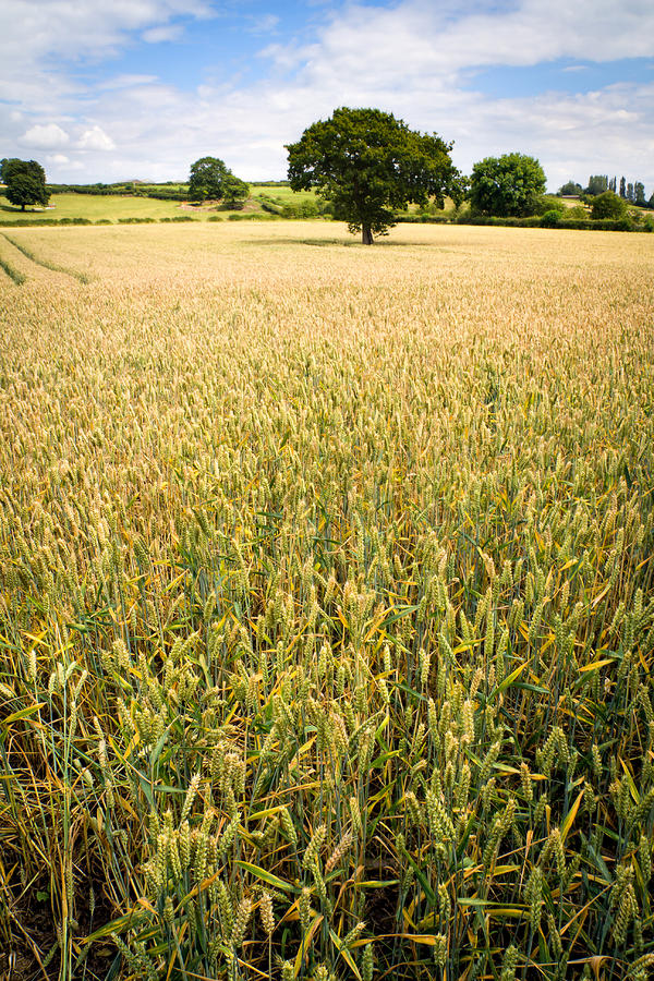 Tree in the Corn Photograph by Henry Beevers - Fine Art America