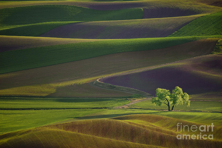 Tree in the Palouse Photograph by Lori Grimmett