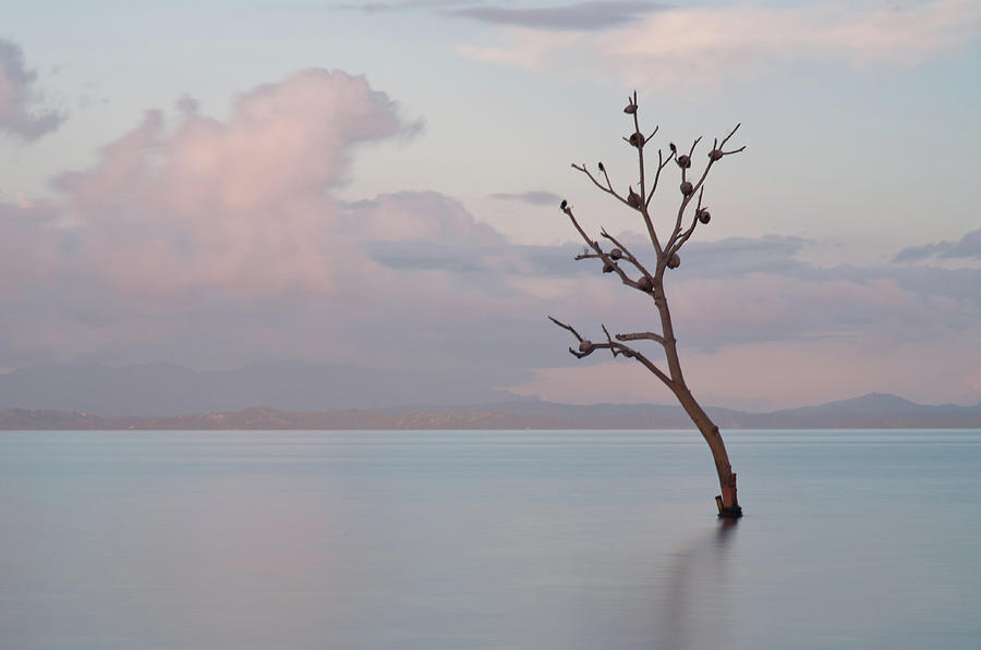 Tree In Water Photograph by Flash Parker