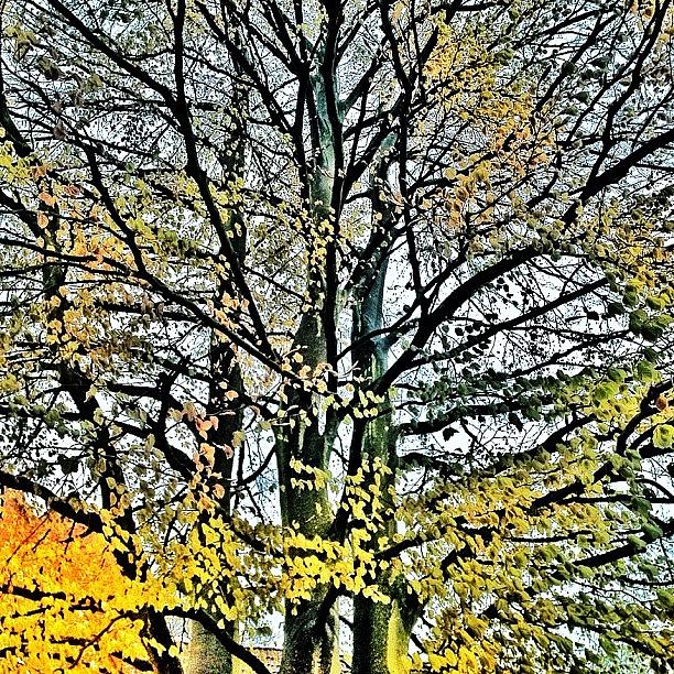 Tree Photograph - Tree In Wedel #tree #wedel #germany #jj by Shelley Walsh