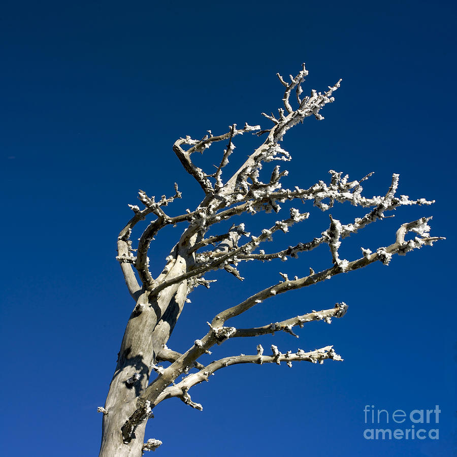 Winter Photograph - Tree in winter against a blue sky by Bernard Jaubert
