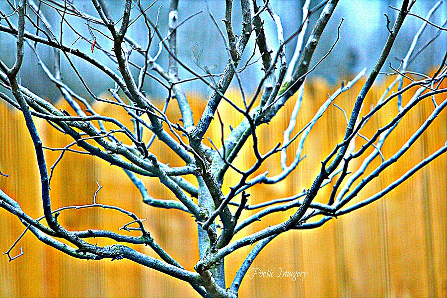 Nature Photograph - Tree in Winter by Debbie Sikes
