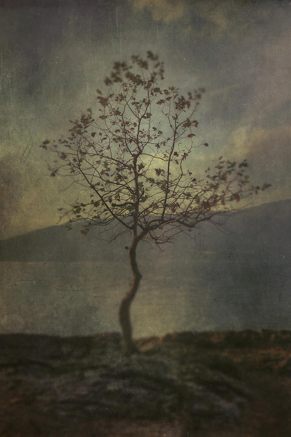 Tree Photograph by Joana Kruse