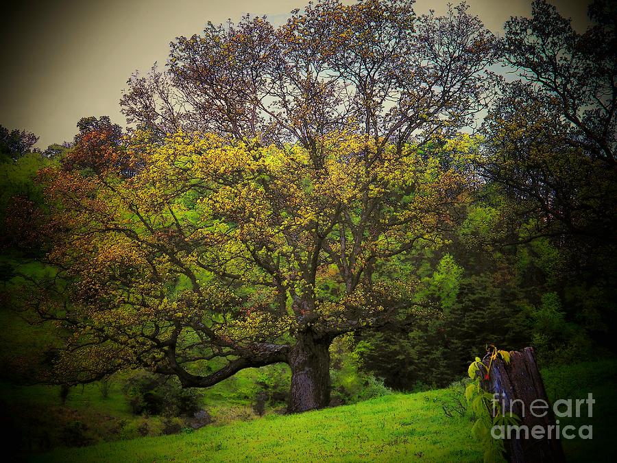 Tree Photograph by Joyce Kimble Smith