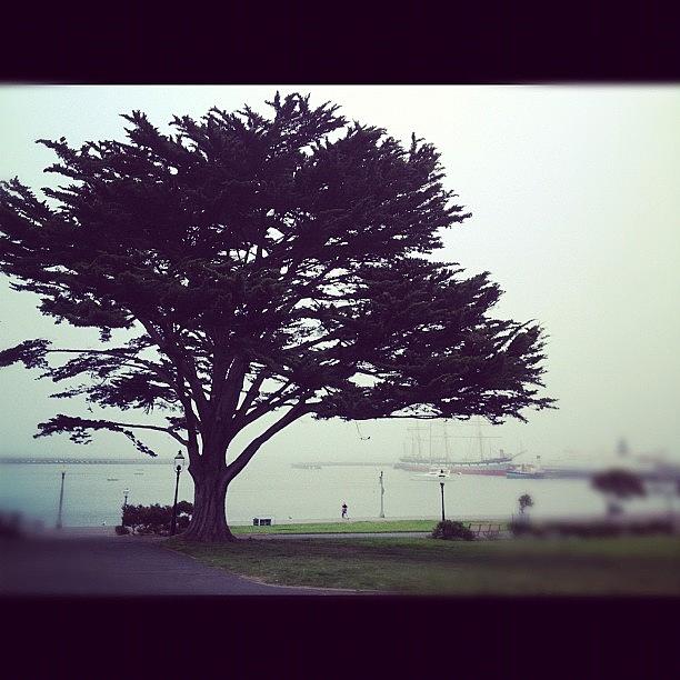 San Francisco Photograph - Tree by Katie List