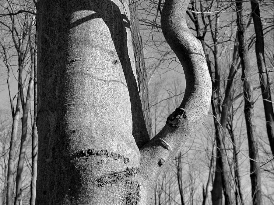Tree Kettle Photograph by Douglas Pike
