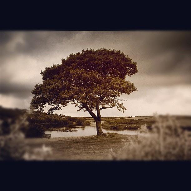 Nature Photograph - #tree #lake #wales #landscape #nature by Rachel Purchase