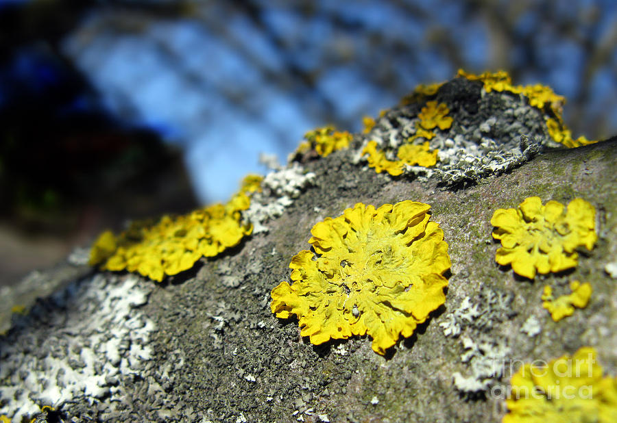 Spring Photograph - Tree lichen by Ausra Huntington nee Paulauskaite