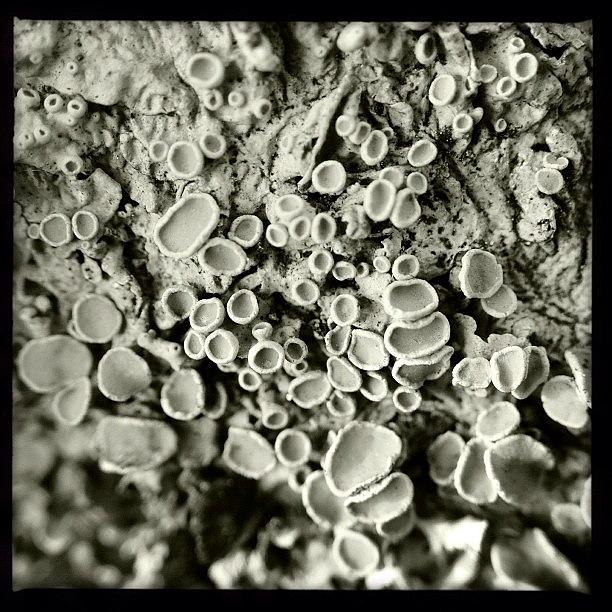 Nature Photograph - #tree #lichen #moss #monochrome #bw by Kristin M