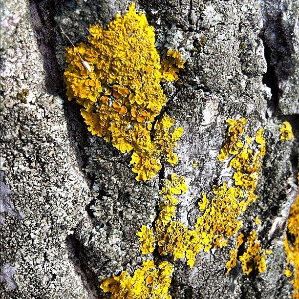 Summer Photograph - #tree #lichen by Zain Master