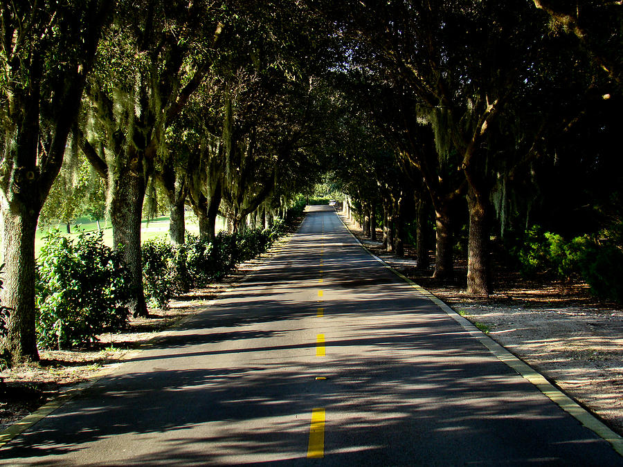 Tree-lined Photograph by Dennis Dugan