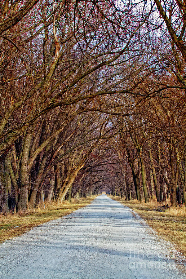 Tree Lined Lane Photograph by Carolyn Fox - Fine Art America