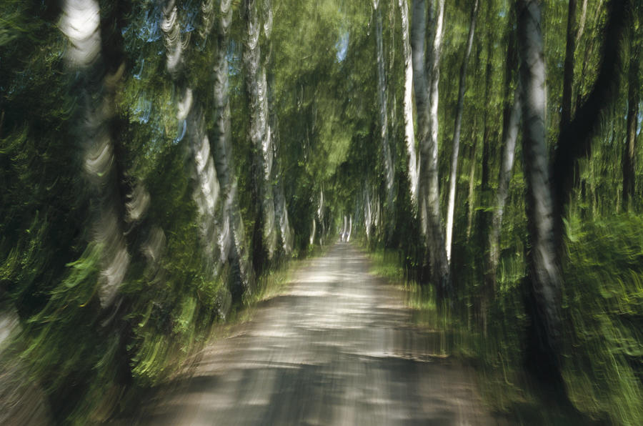 Tree Lined Road Abstract  Photograph by Konrad Wothe