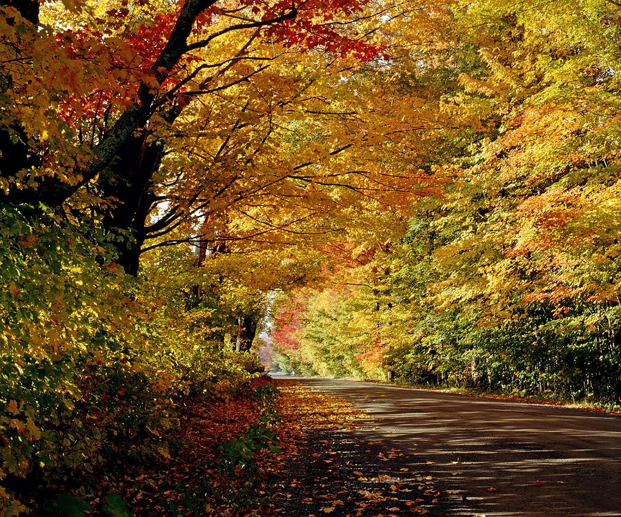 Tree Lined Road In The Fall Photograph by David Chapman