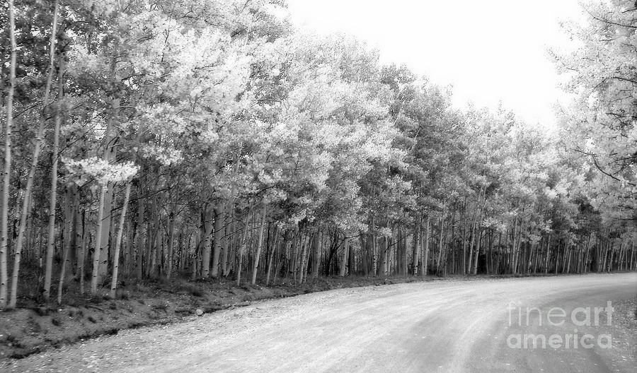 Tree lined road Photograph by Michelle Frizzell-Thompson