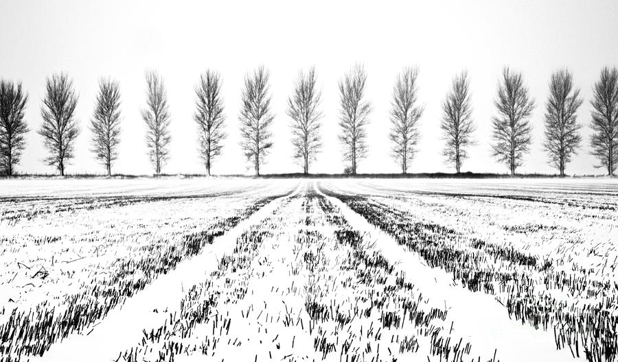 Tree Lines Photograph by Richard Burdon