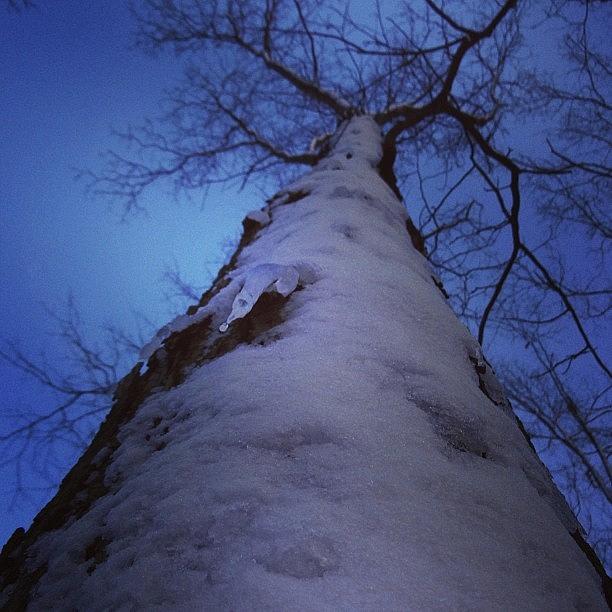 Tree Photograph - #tree #lookingup #snow by Jason Antich