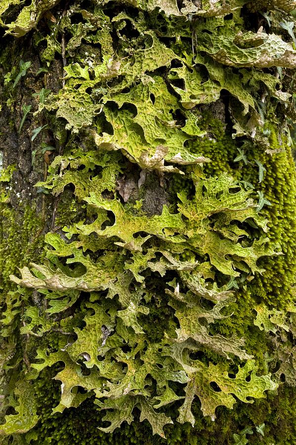 Nature Photograph - Tree Lungwort (lobaria Pulmonaria) by Bob Gibbons