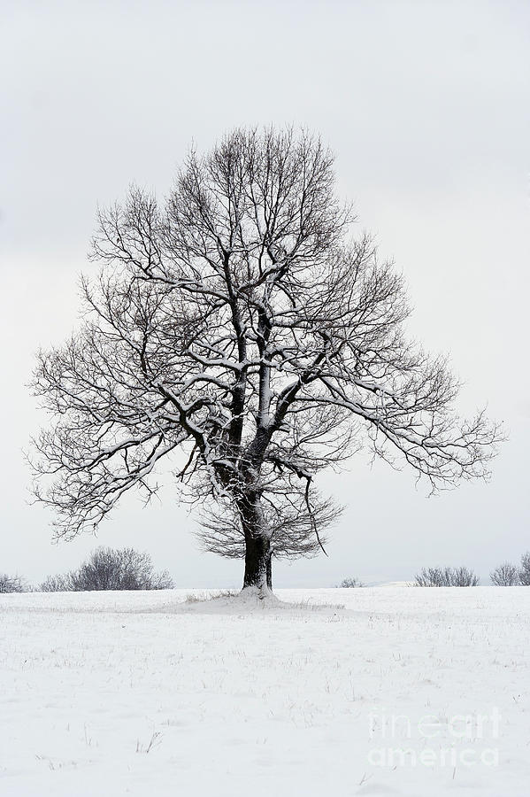 Tree Photograph by Michal Boubin