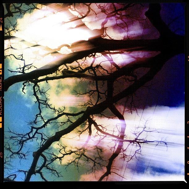 Nature Photograph - #tree #nature #ilovethis #effects by Brookiee 
