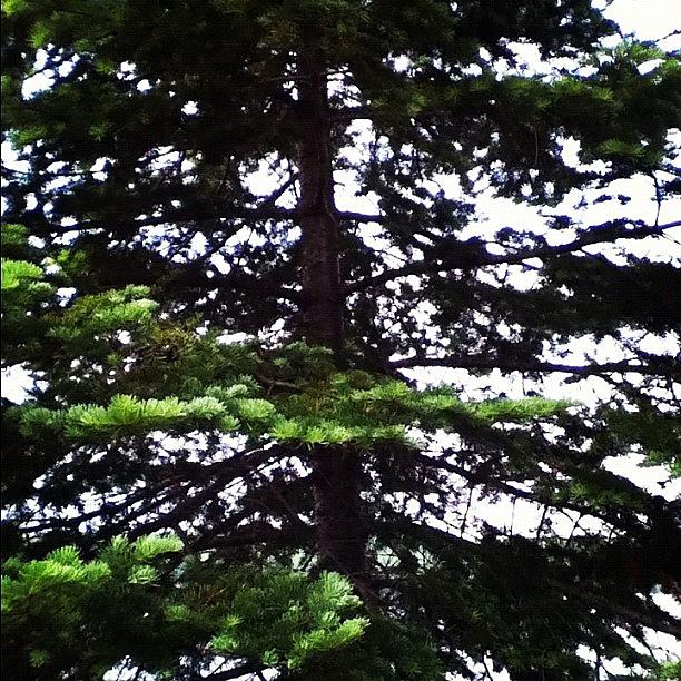 Tree Photograph - #tree #needles #pineneedles #pineneedle by Kayla St Pierre
