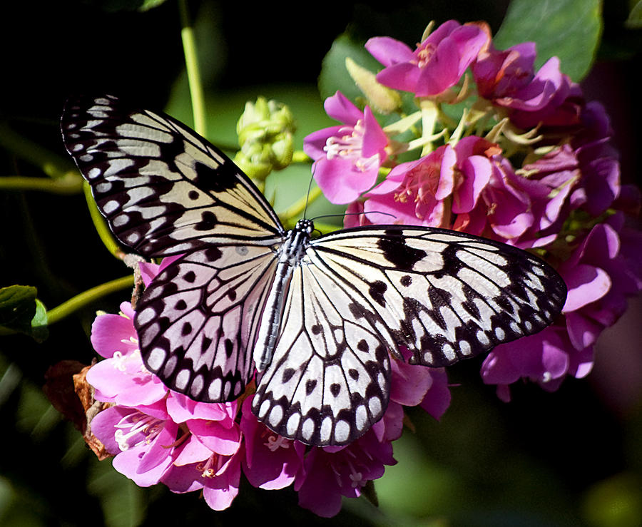 Tree Nymph Butterfly by Kenneth Albin