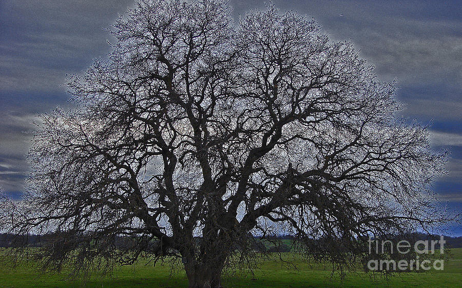 Nature Photograph - Tree Of Ancestors by Suze Taylor