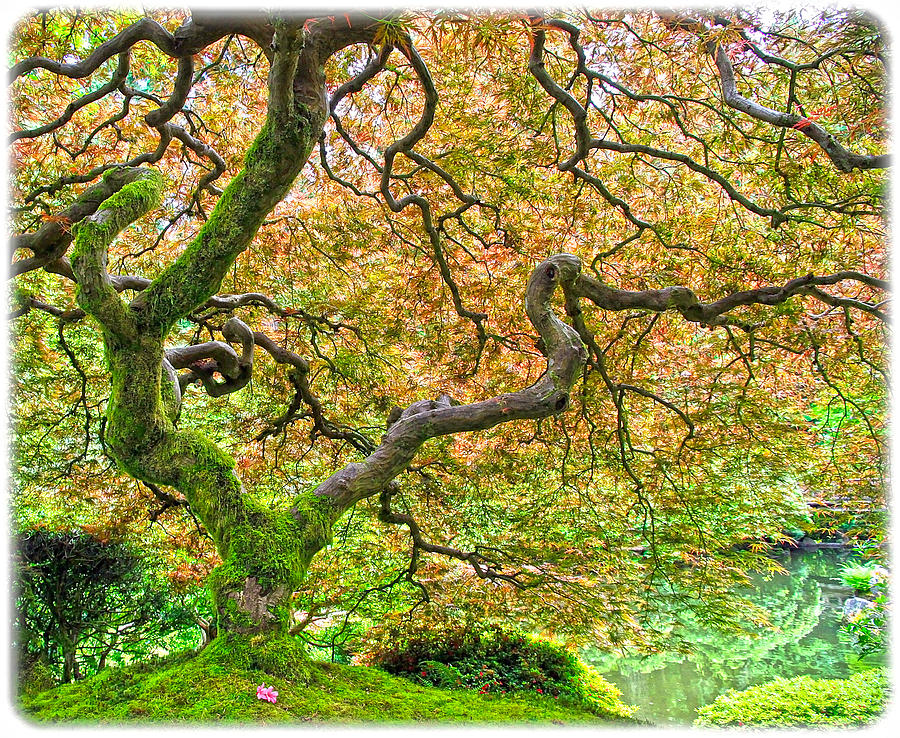 Tree of Beauty Photograph by Steve McKinzie
