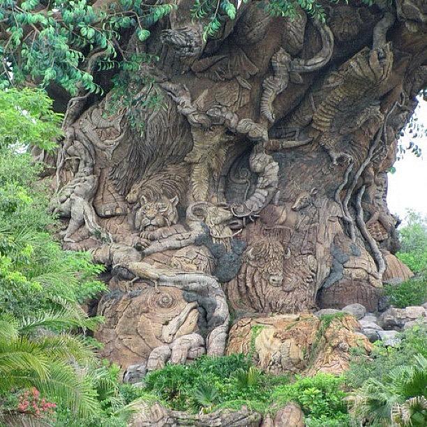 Tree Photograph - #tree Of Life From Disneys Animal by Phil Matson