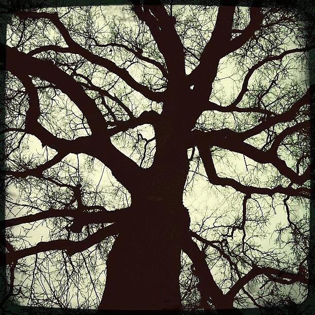 Tree Of Life Photograph by Henk Goossens