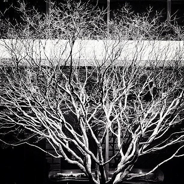 Tree Photograph - #tree Of #life #igernyc #instagood by Roman Kruglov