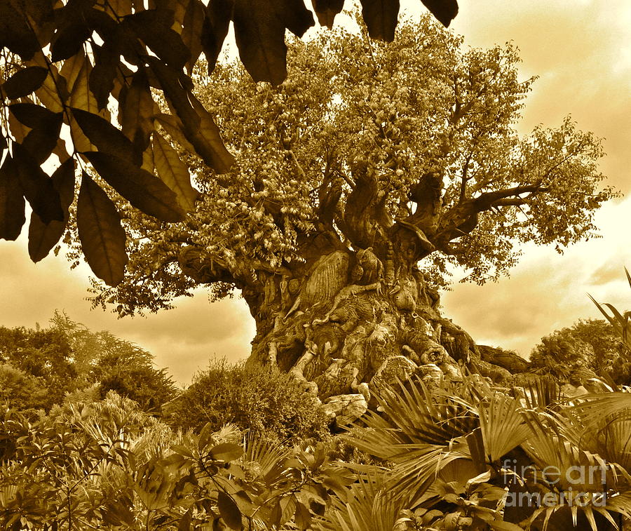 Tree of Life in Sepia Photograph by Carol  Bradley